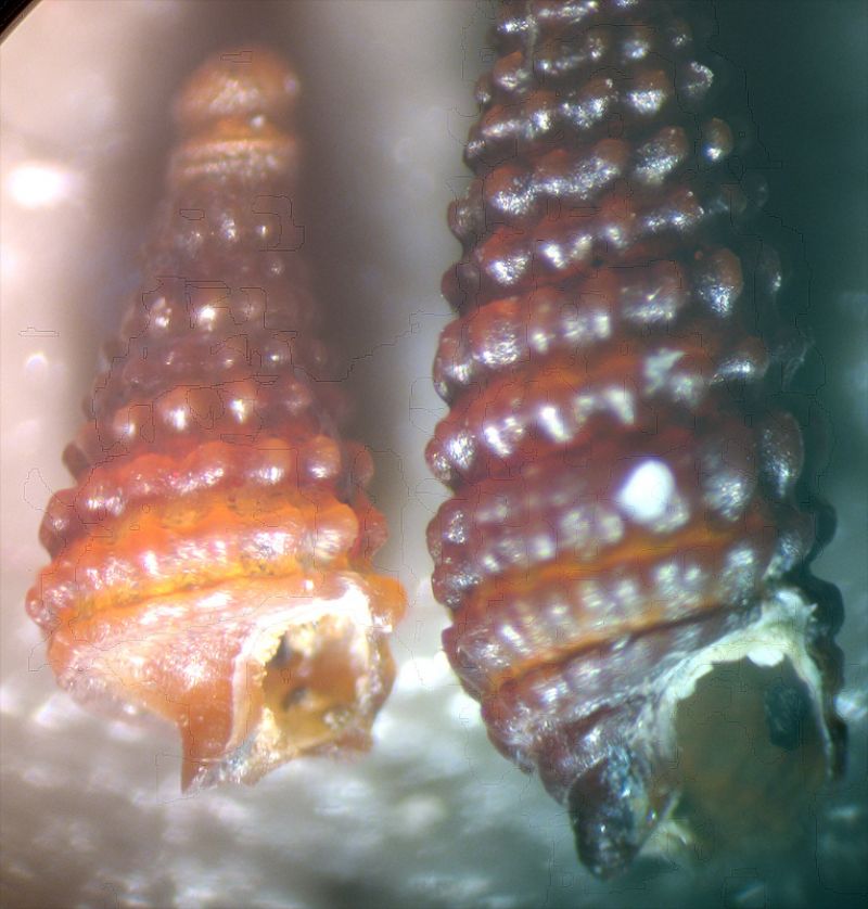 Dizoniopsis bilineata?